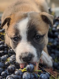 Puppies & Pinot 4-Pack